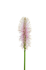 Image showing Hoary plantain (Plantago media)