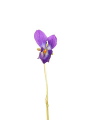 Image showing Viola flower