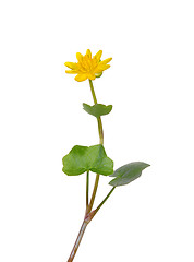 Image showing Lesser celandine (Ranunculus ficaria)