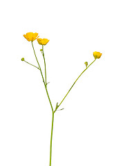 Image showing Buttercup (Ranunculus)