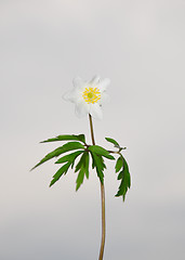 Image showing Wood anemone (Anemone nemorosa)