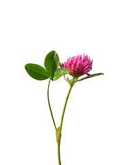 Image showing Red clover (Trifolium pratense)