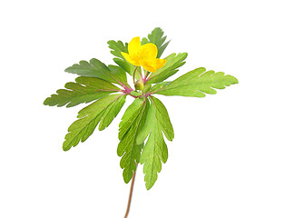 Image showing Yellow wood anemone (Anemone ranunculoides)