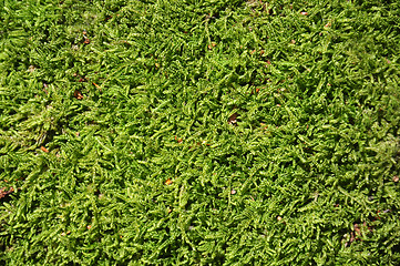 Image showing Moss background