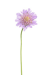 Image showing Small scabious (Scabiosa columbaria)