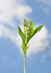 Image showing Dog's mercury (Mercurialis perennis)