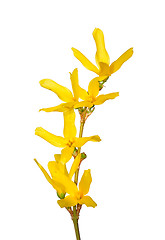 Image showing Forsythia flowers