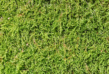 Image showing Moss background