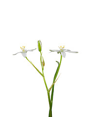 Image showing Star-of-Bethlehem (Ornithogalum umbellatum)