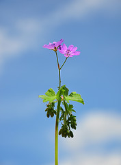 Image showing Hedgerow Crane`s-bill (Geranium pyrenaicum)