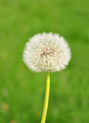 Image showing Dandelion