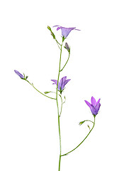 Image showing Spreading Bellflower (Campanula patula)