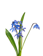 Image showing Siberian squill (Scilla sibirica)