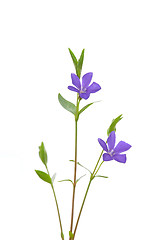 Image showing Lesser periwinkle (Vinca minor)