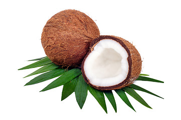 Image showing Coconut fruit isolated on white background