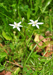 Image showing Star-of-Bethlehem (Ornithogalum umbellatum)