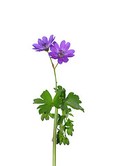 Image showing Hedgerow Crane`s-bill (Geranium pyrenaicum)