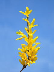 Image showing Forsythia flowers