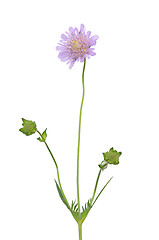 Image showing Small scabious (Scabiosa columbaria)