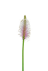 Image showing Hoary plantain (Plantago media)