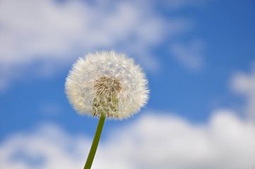 Image showing Dandelion and blue sky
