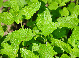 Image showing Lemon balm (Melissa officinalis)