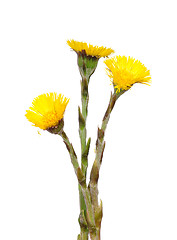 Image showing Coltsfoot (Tussilago farfara)