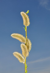 Image showing Willow flower