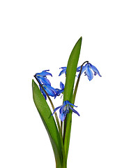 Image showing Siberian squill (Scilla sibirica)