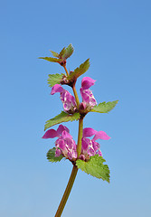 Image showing Spotted Deadnettle (Lamium maculatum)