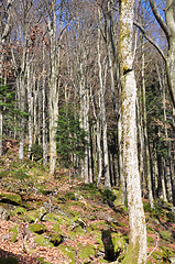 Image showing Beech forest in spring
