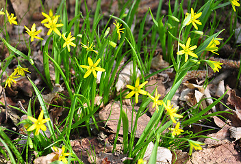 Image showing Yellow Star-of-Bethlehem (Gagea lutea)