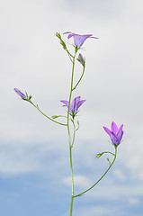 Image showing Spreading Bellflower (Campanula patula)