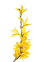 Image showing Forsythia flowers