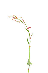 Image showing Sorrel (Rumex acetosella)