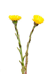 Image showing Coltsfoot (Tussilago farfara)