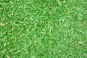 Image showing Green woodchips