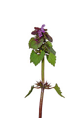 Image showing Red Deadnettle (Lamium purpureum)