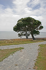 Image showing Road and tree