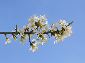 Image showing Blackthorn (Prunus spinosa)