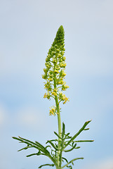 Image showing Wild mignonette (Reseda lutea)