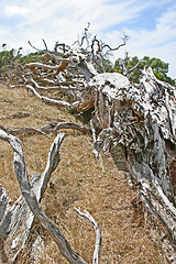 Image showing Dead tree