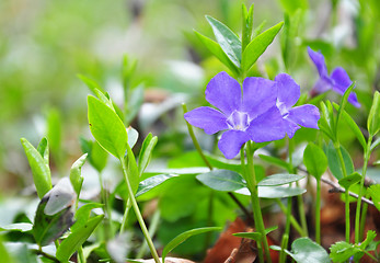 Image showing Lesser periwinkle (Vinca minor)