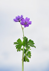 Image showing Hedgerow Crane`s-bill (Geranium pyrenaicum)