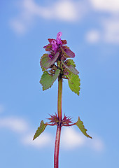 Image showing Red Deadnettle (Lamium purpureum)