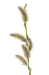 Image showing Willow flower
