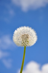Image showing Dandelion and blue sky