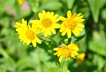 Image showing North American arnica (Arnica chamissonis)