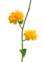 Image showing Kerria (Kerria japonica)