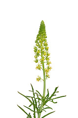 Image showing Wild mignonette (Reseda lutea)